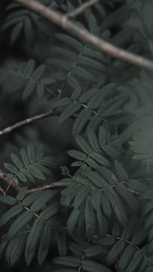 有关垂直拍摄, 工厂, 模糊的背景的免费素材图片