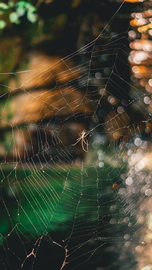 蜘蛛网 · 免费素材图片