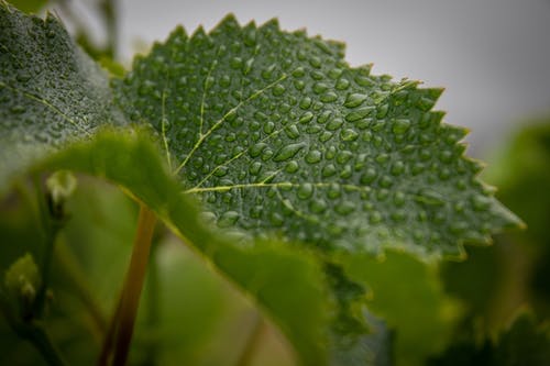 有关植物的, 水滴, 濕氣的免费素材图片