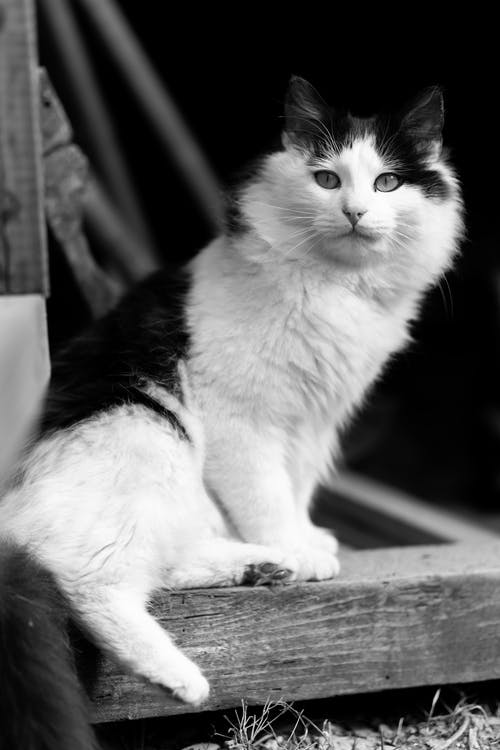 有关可愛, 可愛的, 單色的免费素材图片