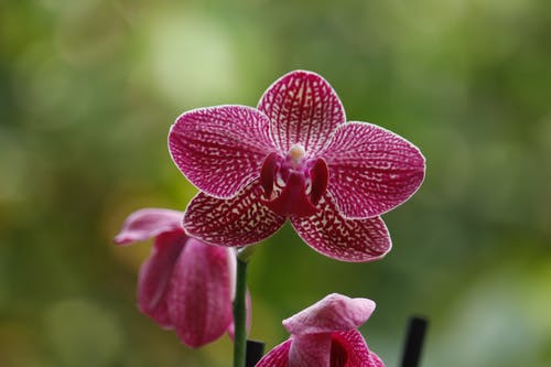 有关植物群, 特写, 綻放的免费素材图片