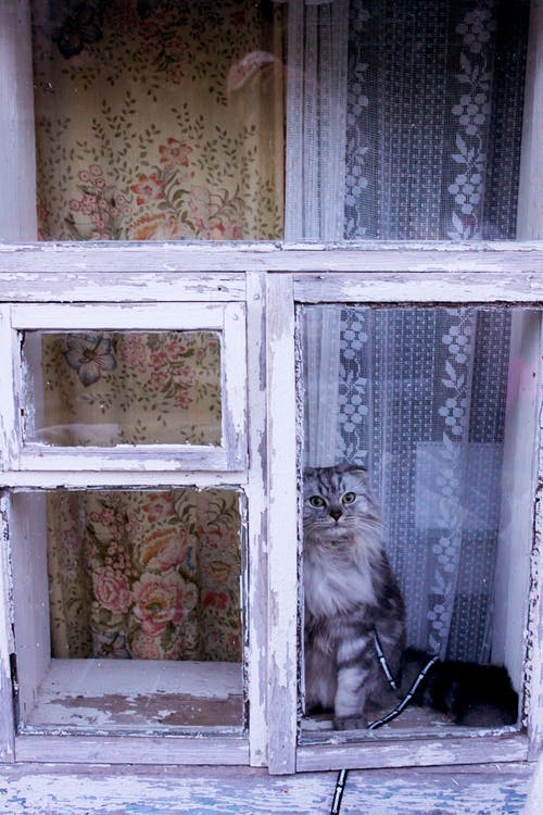 有关動物, 動物攝影, 可愛的免费素材图片