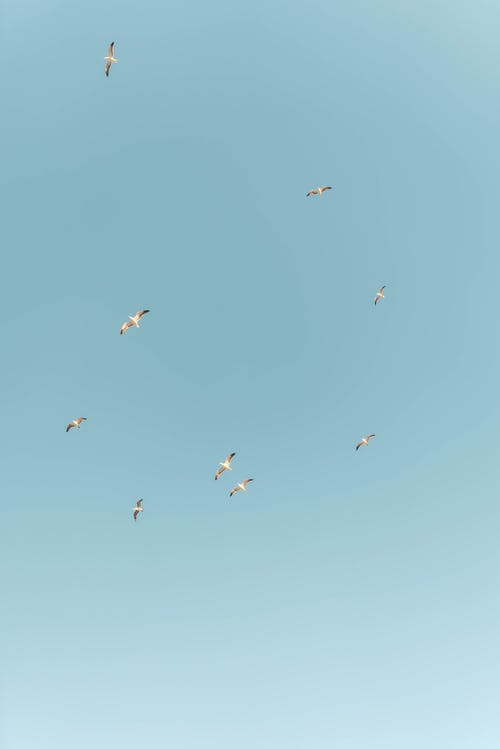 有关一群鳥, 从下面, 垂直拍摄的免费素材图片