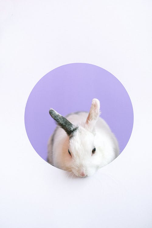 有关兔子, 動物, 動物攝影的免费素材图片