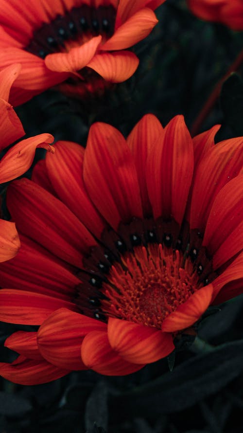 有关垂直的, 漂亮, 特写的免费素材图片