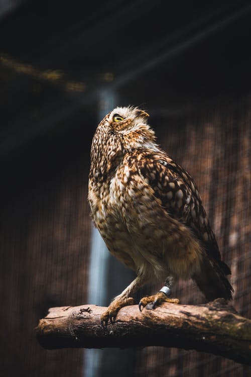 有关動物, 動物攝影, 垂直拍摄的免费素材图片