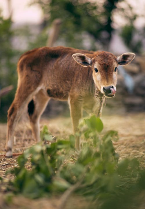 有关垂直拍摄, 家畜, 小牛的免费素材图片