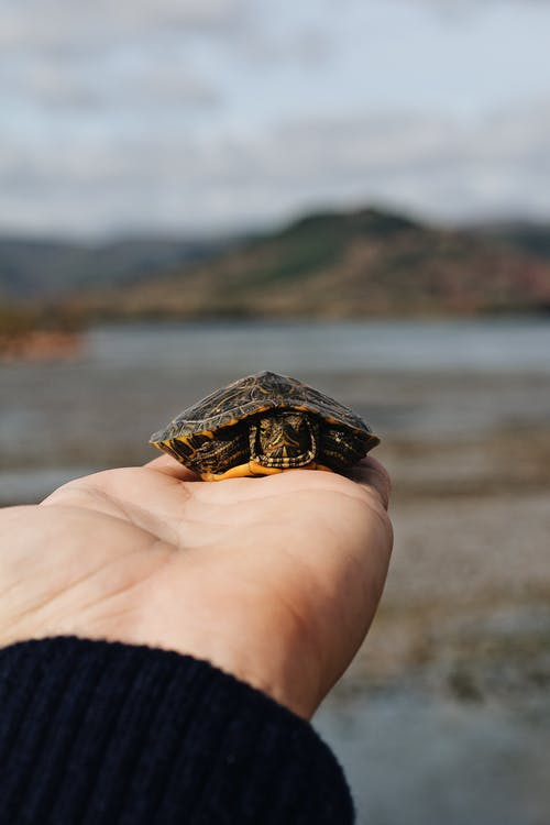有关動物, 動物攝影, 垂直拍摄的免费素材图片