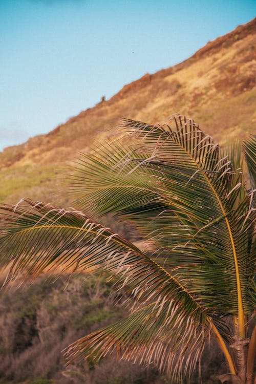 有关垂直拍摄, 山, 景觀的免费素材图片
