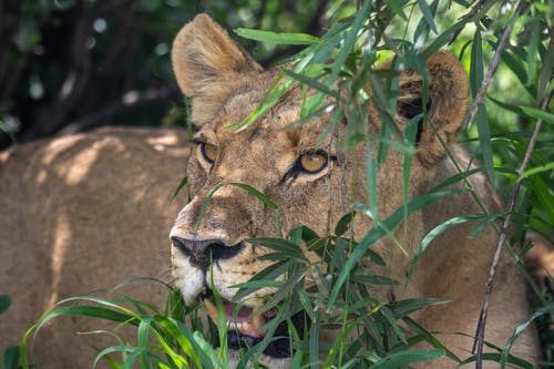 有关凝視, 動物攝影, 危險的免费素材图片