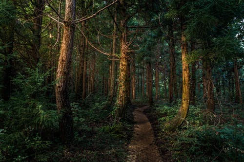 有关小路, 森林, 植物的免费素材图片