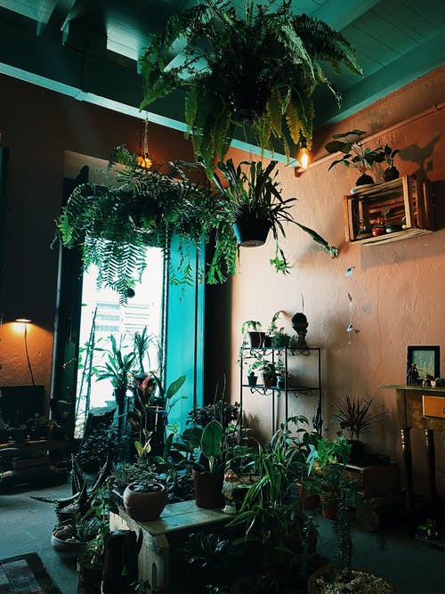 有关垂直拍摄, 室內植物, 裡面的免费素材图片