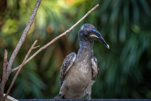 有关景深, 模糊的背景, 浅焦点的免费素材图片