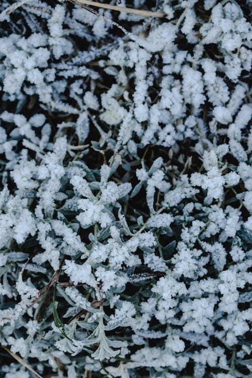 雪覆盖的松树叶 · 免费素材图片