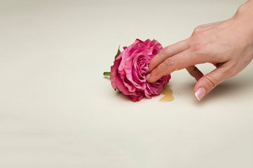 持有粉红色玫瑰花的人 · 免费素材图片