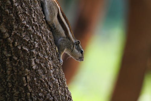 有关動物, 動物攝影, 原本的免费素材图片