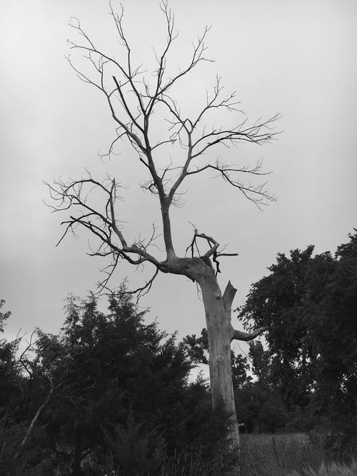 有关光秃秃的, 叶儿, 單色的免费素材图片