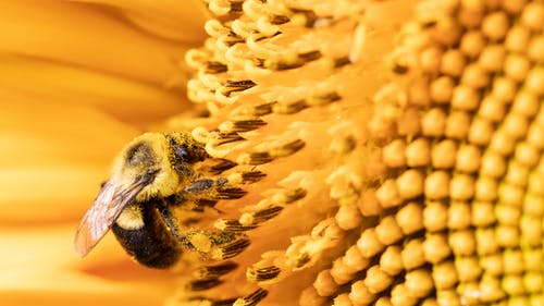 有关授粉, 昆蟲, 棲息的免费素材图片