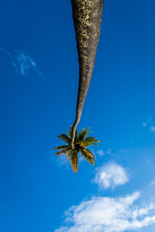 有关垂直拍摄, 椰子樹, 藍天的免费素材图片