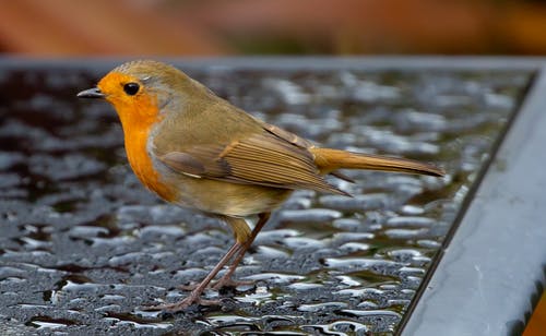 有关動物, 動物攝影, 欧洲知更鸟的免费素材图片