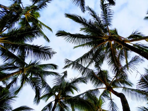 有关低角度拍攝, 明亮的天空, 棕櫚的免费素材图片