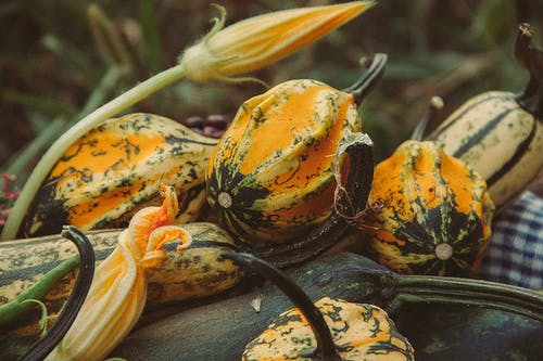 有关健康, 南瓜, 成熟的免费素材图片