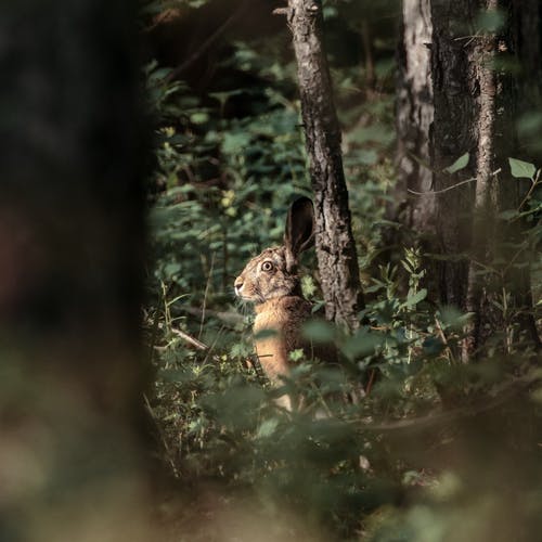 有关兔子, 動物, 動物攝影的免费素材图片