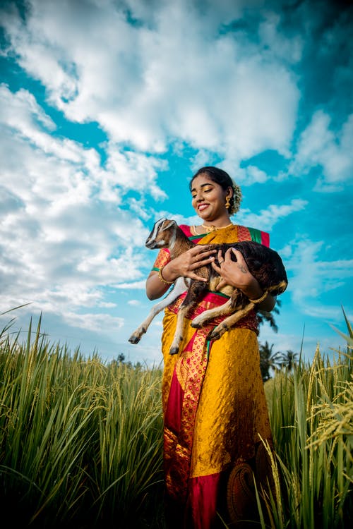 有关休閒, 低角度视图, 動物的免费素材图片