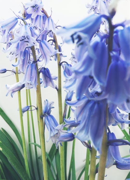 有关hyacinthoides hispanica, 单子叶植物, 卷柏科的免费素材图片