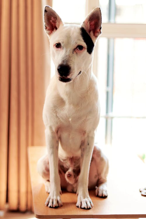 有关動物, 可愛, 可愛的的免费素材图片