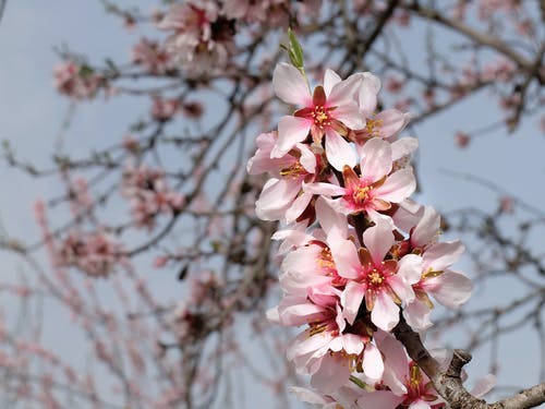 有关分公司, 天性, 戶外的免费素材图片