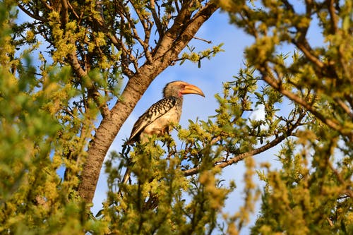 棕色树枝上的黑白鸟 · 免费素材图片