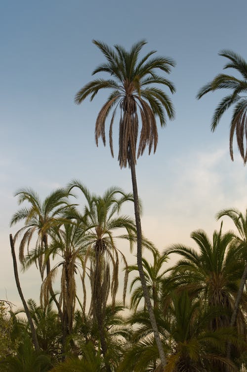 有关垂直拍摄, 天性, 棕櫚樹的免费素材图片