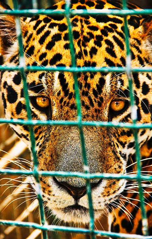 有关凝視, 動物, 哺乳動物的免费素材图片