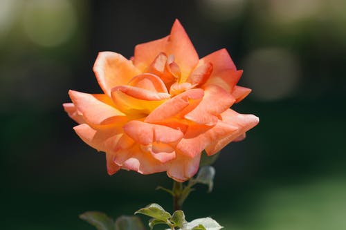 有关模糊的背景, 橘色的花, 漂亮的免费素材图片