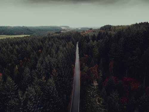 有关森林, 樹木, 樹林的免费素材图片