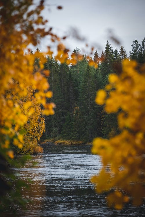 有关垂直拍摄, 樹木, 湖的免费素材图片