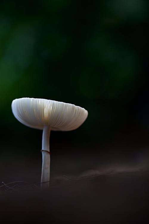 有关地面, 增長, 模糊背景的免费素材图片