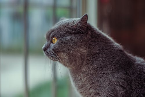 有关側面圖, 可愛, 可愛的的免费素材图片