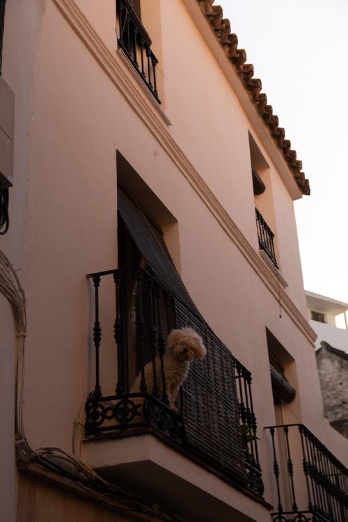 有关垂直拍摄, 寵物, 建造的免费素材图片