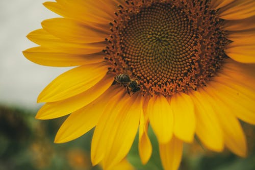 有关充滿活力, 微妙, 微距攝影的免费素材图片