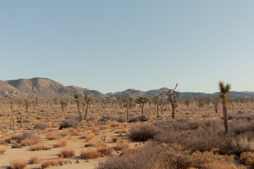 有关乾旱, 仙人掌, 天性的免费素材图片