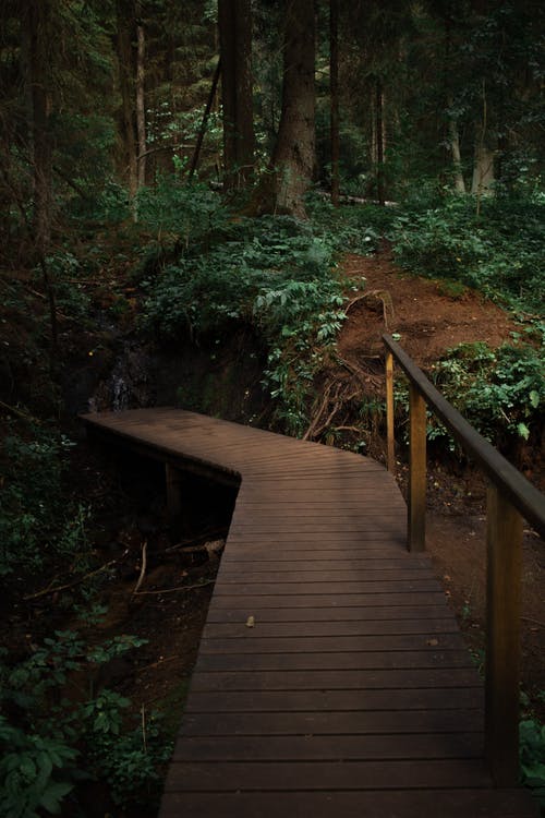 有关公園, 土, 垂直拍摄的免费素材图片