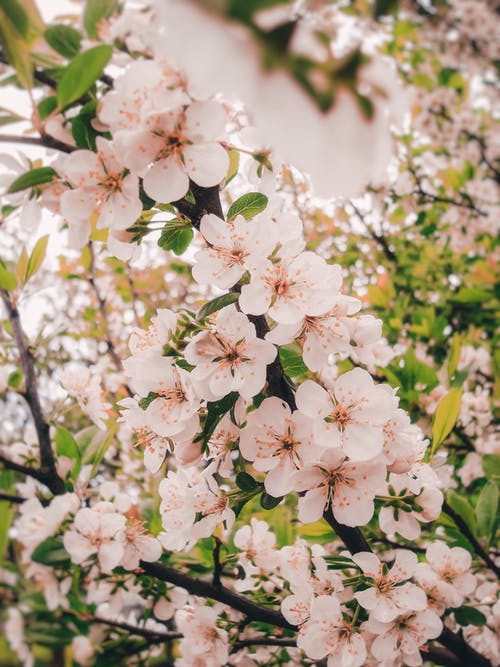 有关低角度拍攝, 分支機構, 垂直拍摄的免费素材图片