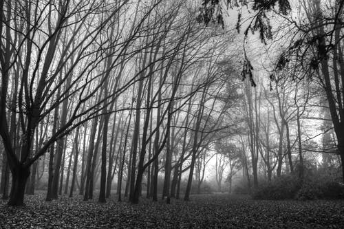 有关叶儿, 天性, 樹木的免费素材图片