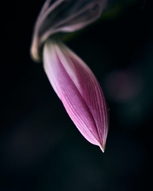 有关垂直拍摄, 增長, 天性的免费素材图片