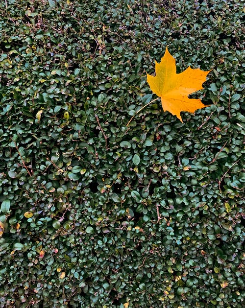 有关俯視圖, 堕落, 增長的免费素材图片