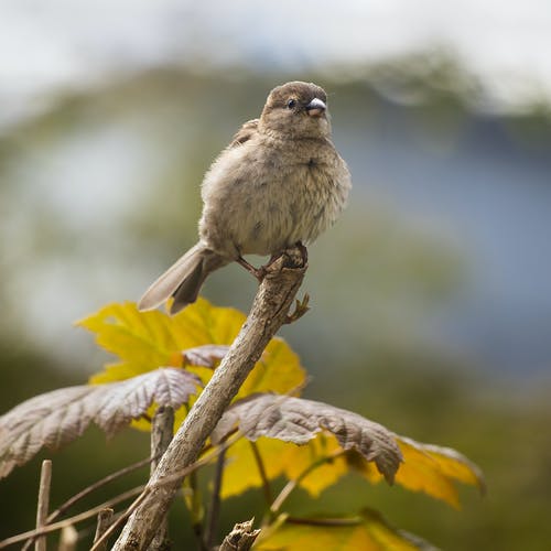 有关垂直拍摄, 景深, 棲息的免费素材图片