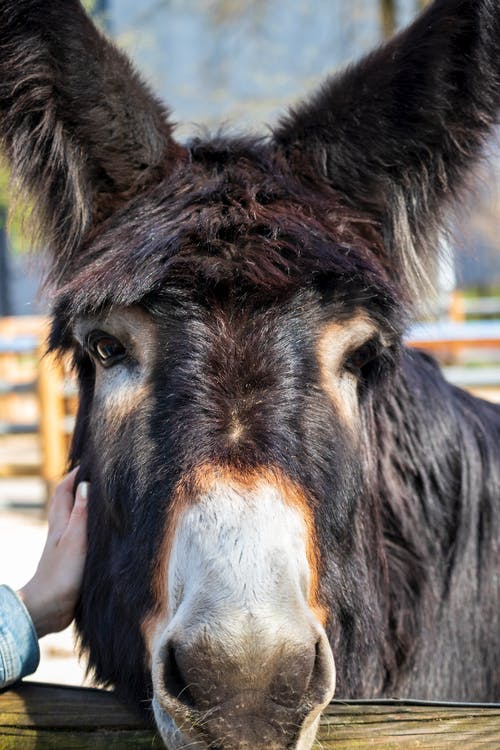 有关動物, 動物園, 動物攝影的免费素材图片