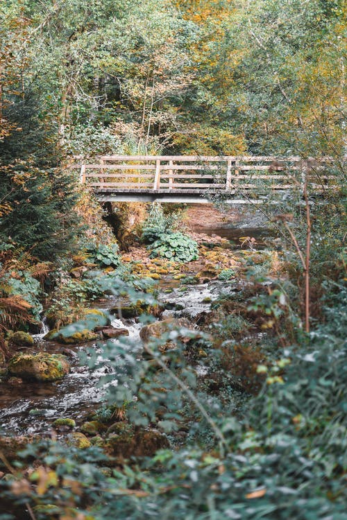 有关垂直拍摄, 天性, 戶外的免费素材图片